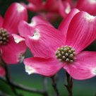 Pink Dogwood